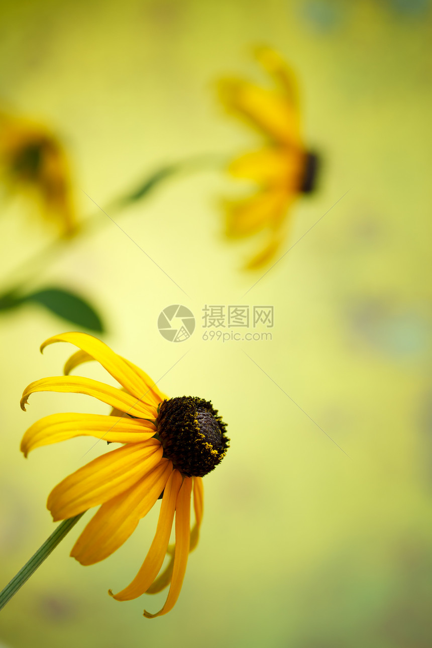 Rudbeckia花卉图片