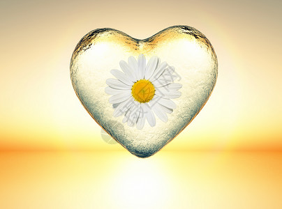 冰心玻璃雏菊背景图片