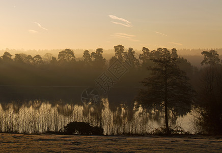 mistDawn Mist 位于森林之光背景