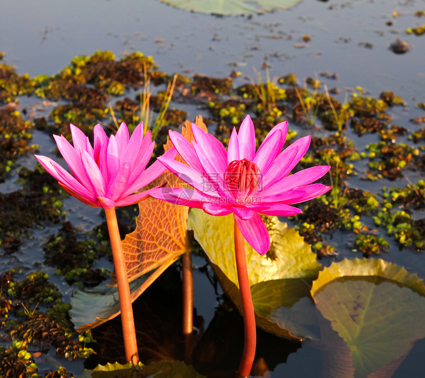 湖中的粉色莲花花园季节植物群叶子荒野热带花瓣美丽植物情调图片