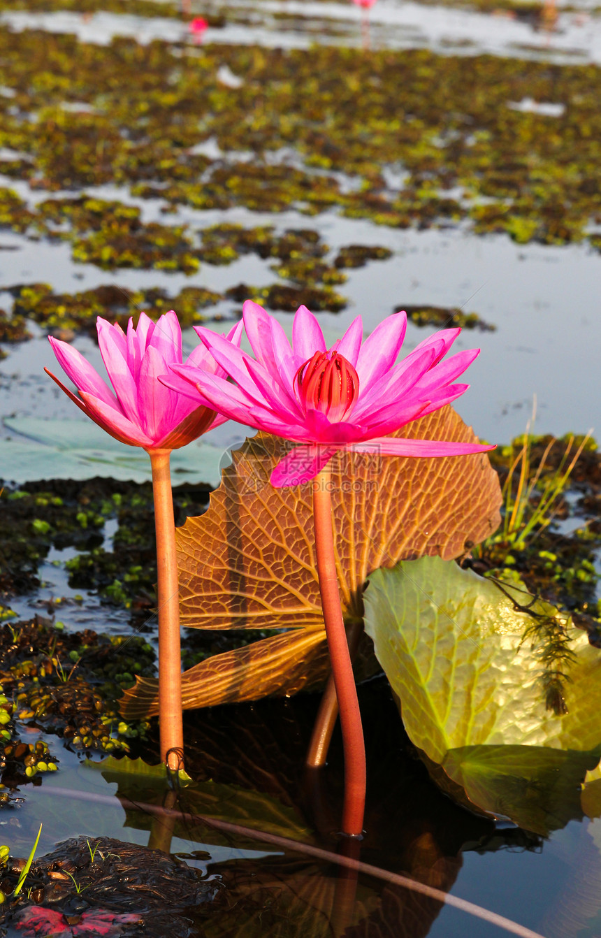 湖中的粉色莲花冥想植物荒野植物群反射季节异国公园池塘花瓣图片