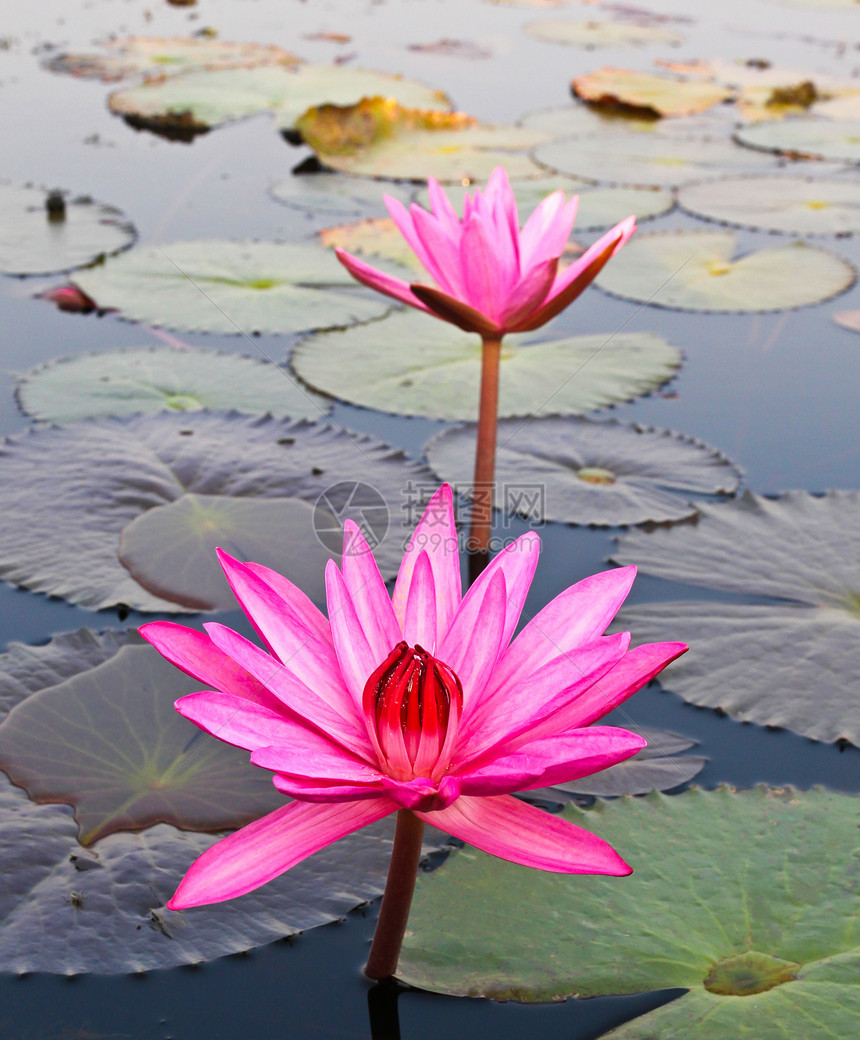 湖中的粉色莲花百合花瓣池塘情调热带环境冥想异国花园季节图片