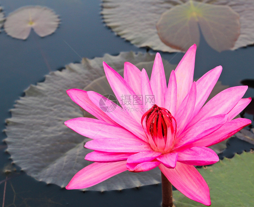 湖中的粉色莲花公园异国植物学美丽卡片叶子植物百合季节热带图片