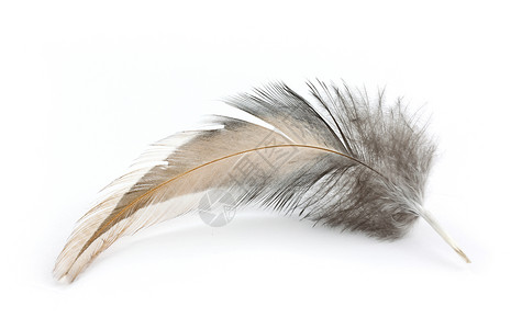 白色的鸟羽毛白色翅膀悬浮柔软度反射鹅毛笔收藏想像力天鹅背景