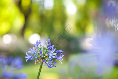 蓝花阳光射线宏观生活季节飞碟蓝色晴天叶子植物群背景图片