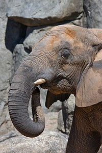 大象头皮肤喇叭动物群荒野食草动物丛林动物园哺乳动物背景图片