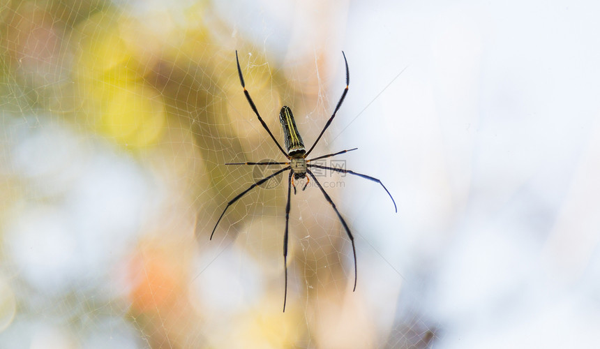 网上蜘蛛丝绸背景宏观水晶花园插图危险昆虫圆圈陷阱图片