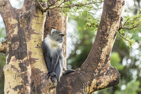 猴子在树上野生动物动物背景图片