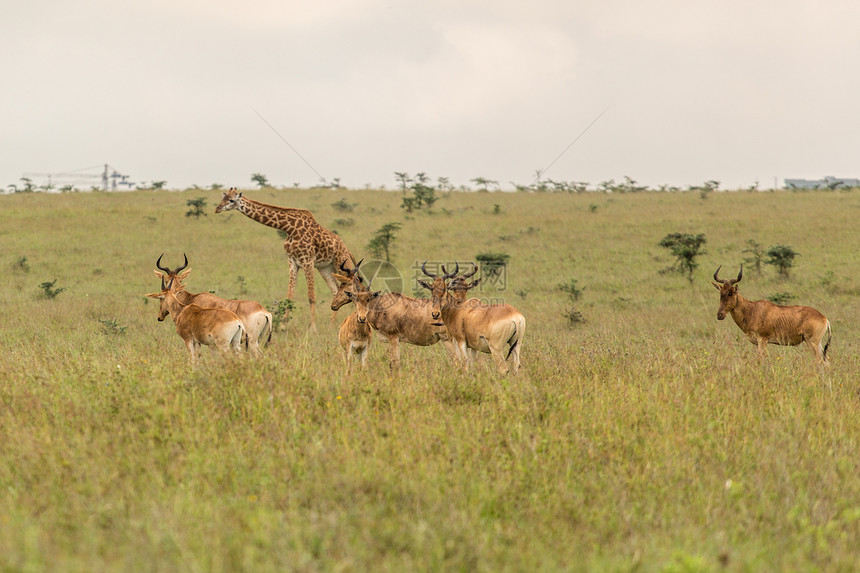 肯尼亚的Giraffe家庭栖息地游戏哺乳动物大草原野生动物旅游棕色食草绿色长颈图片