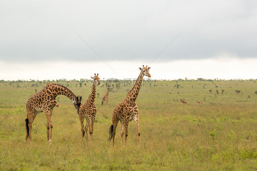 肯尼亚的Giraffe家庭棕色旅游游戏长颈食草动物草食性公园栖息地荒野图片