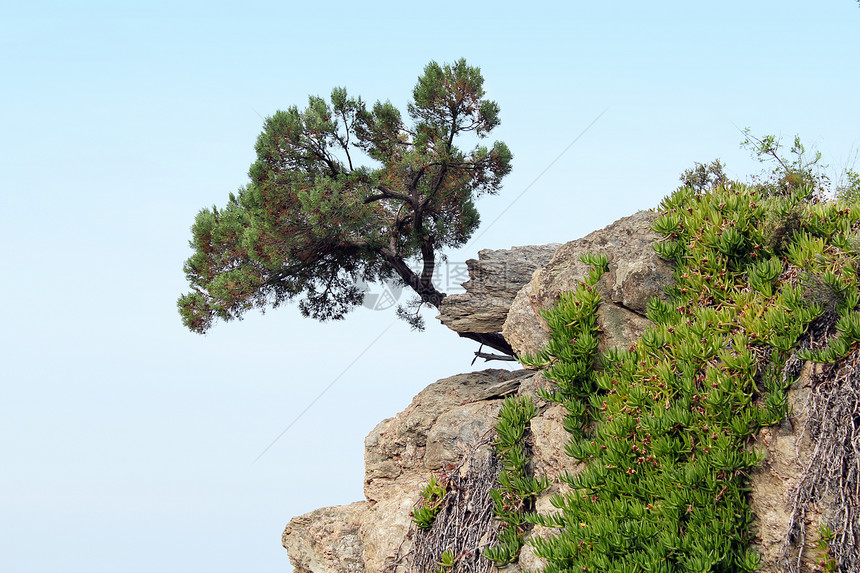岩石上的松树绿色植物蓝色叶子石头图片