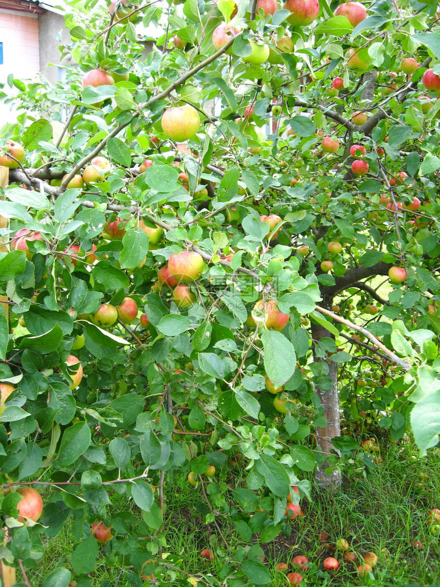 美味而成熟的苹果水果食物甜点香气花园市场天空生长果汁矿物图片