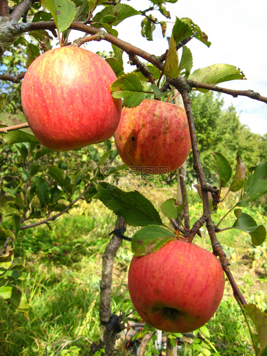 美味而成熟的苹果果汁香气院子花园市场生长矿物香味甜点饮食图片