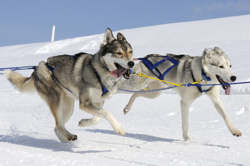 运动狗团队雪橇音乐比赛犬类图片