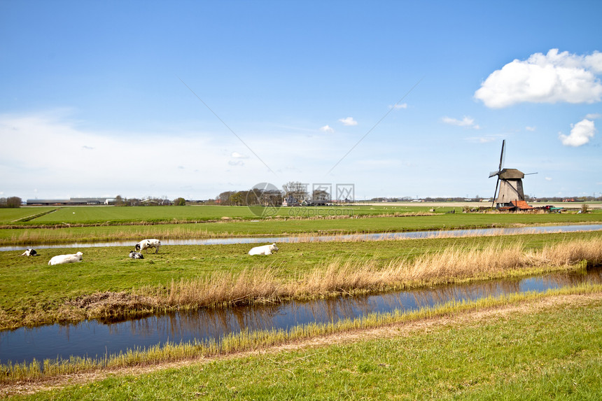 在典型的荷兰风景中的历史风车图片