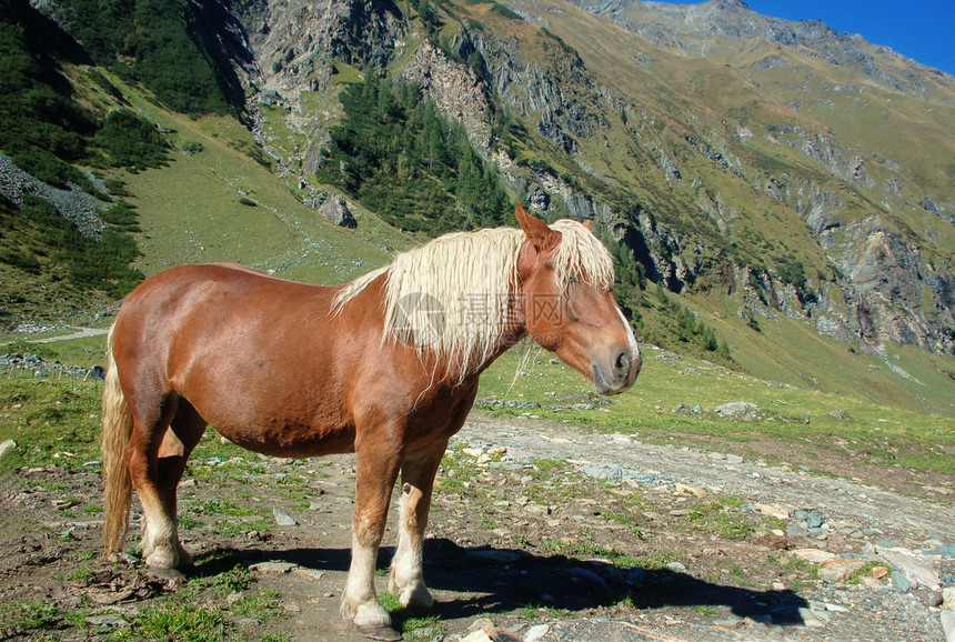 阿尔卑斯山美丽的马匹图片