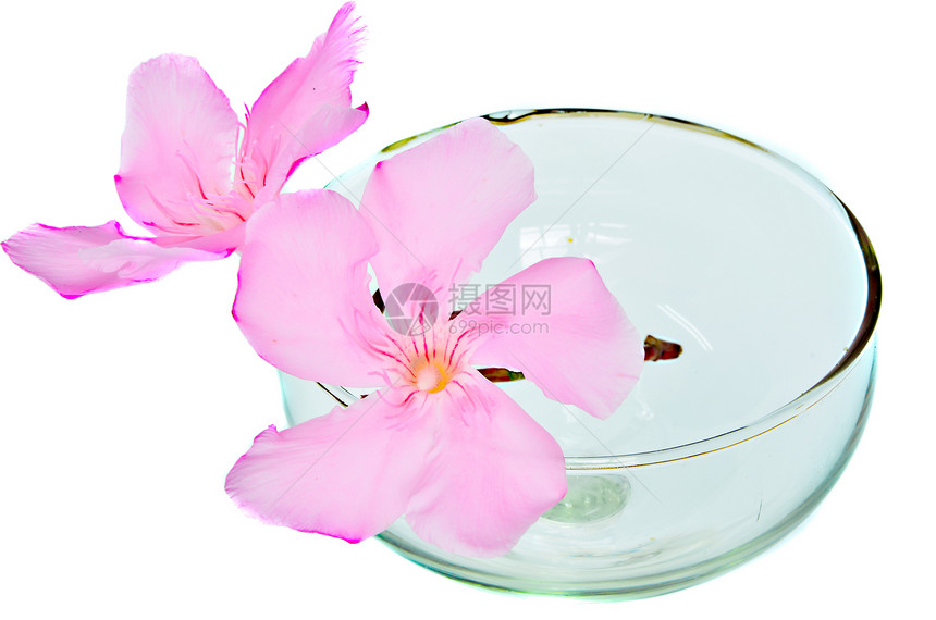 玻璃中的粉红花图片