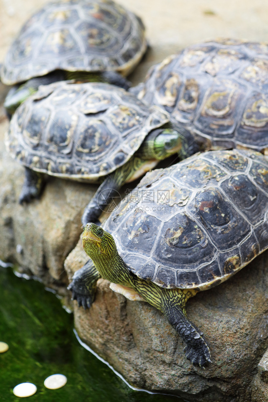 海龟螨科野生动物蜥蜴人乌龟盔甲剧本绿色红色耳朵水龟图片