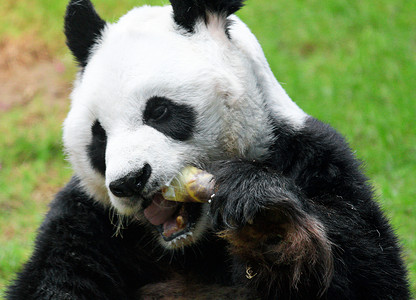 熊猫吃饭哺乳动物叶子玩具动物园野生动物食物竹子投标国家小狗荒野高清图片素材