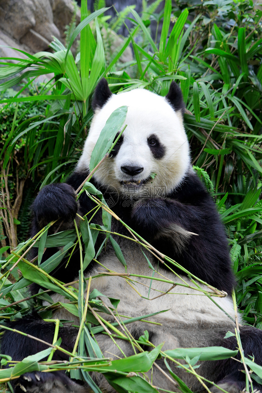 巨熊猫吃竹子丛林野生动物哺乳动物旅行森林牙齿危害热带叶子荒野图片
