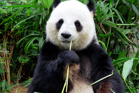 熊猫吃竹子动物园食物哺乳动物玩具国家荒野投标小狗野生动物叶子柔和的高清图片素材