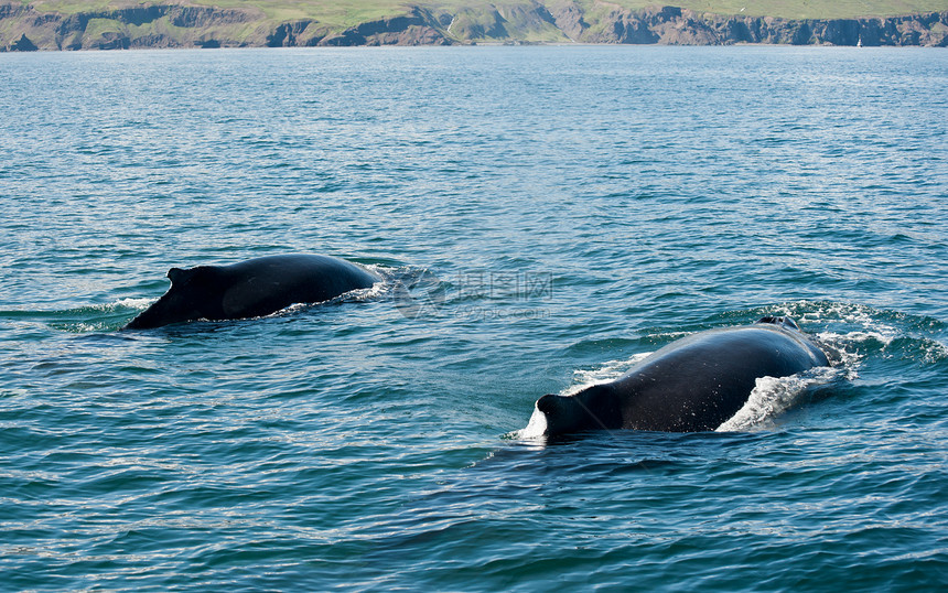 鲸捕鲸荒野动物海洋濒危脚蹼驼峰哺乳动物弓步野生动物图片