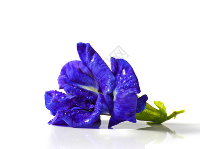 蝴蝶梨蓝色植物群白色三叶草草本植物草本背景图片