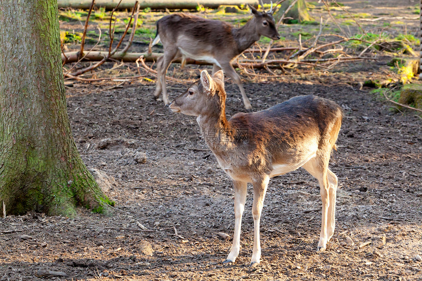 在春天的森林里 白尾鹿 有阳光图片