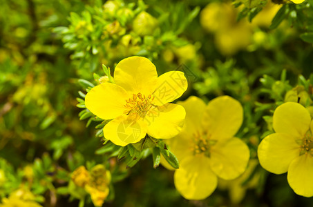 Oenothera 环救命药品花朵牛粪草本植物春花稻草月见草花束落日自然疗法高清图片素材