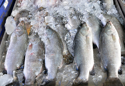 鱼市场上的鲜鱼鳍高清图片素材