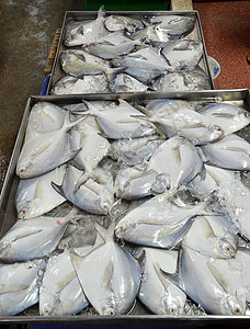 种类繁多的新鲜鱼海鲜厨房钓鱼食物维生素食品美味餐厅柜台市场美食午餐高清图片素材