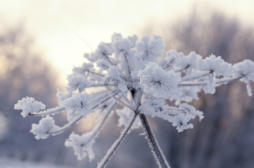 冬季风景雪花蓝色旅行雪堆白色季节天空仙境森林场景图片