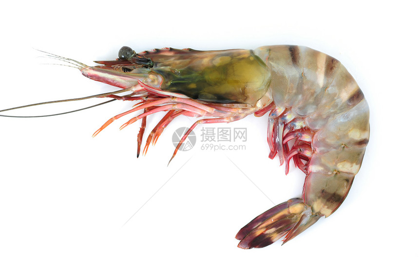 虎虾食物黑虎动物珍宝甲壳生食海鲜图片