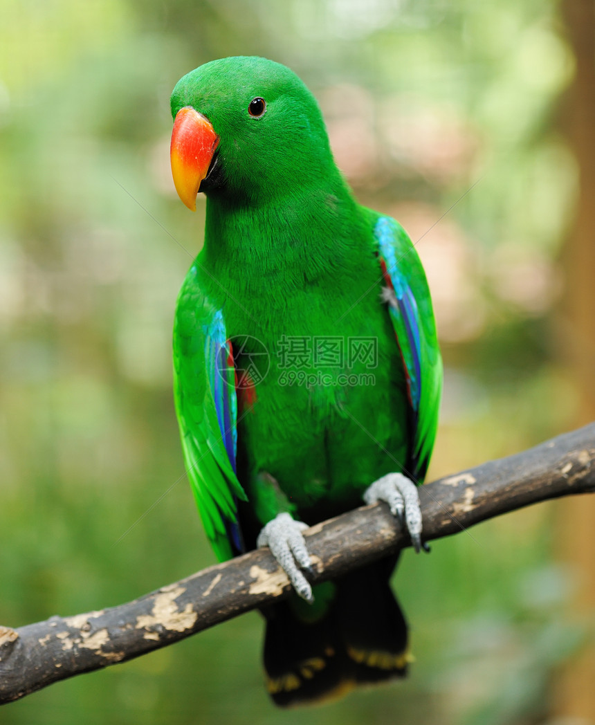 鹦鹉鸟动物绿色异国宠物情调翅膀热带野生动物荒野图片