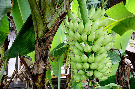 树上绿色香蕉食物农村农业天性水果国家背景图片