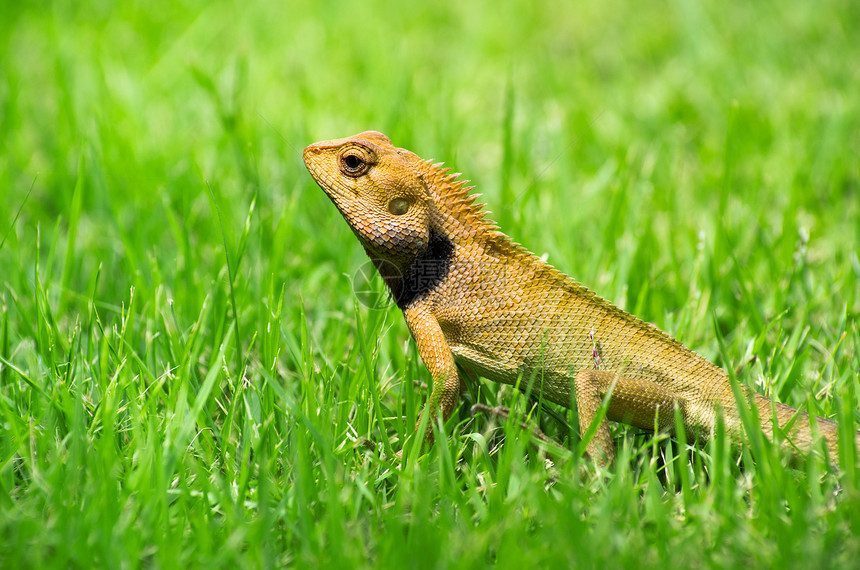 蜥蜴脊柱环境绿色寺庙爬虫宏观花园野生动物红色黄色图片