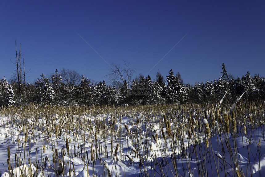 冬季场景天气寒冷降雪国家木头踪迹雪堆风景冻结美丽图片