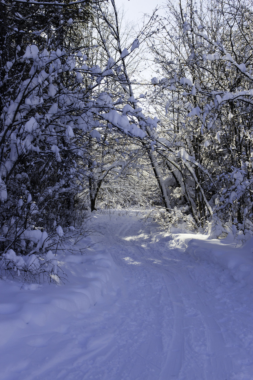 冬季场景暴风雪森林木头国家薄片天气踪迹雪花雪堆树木图片