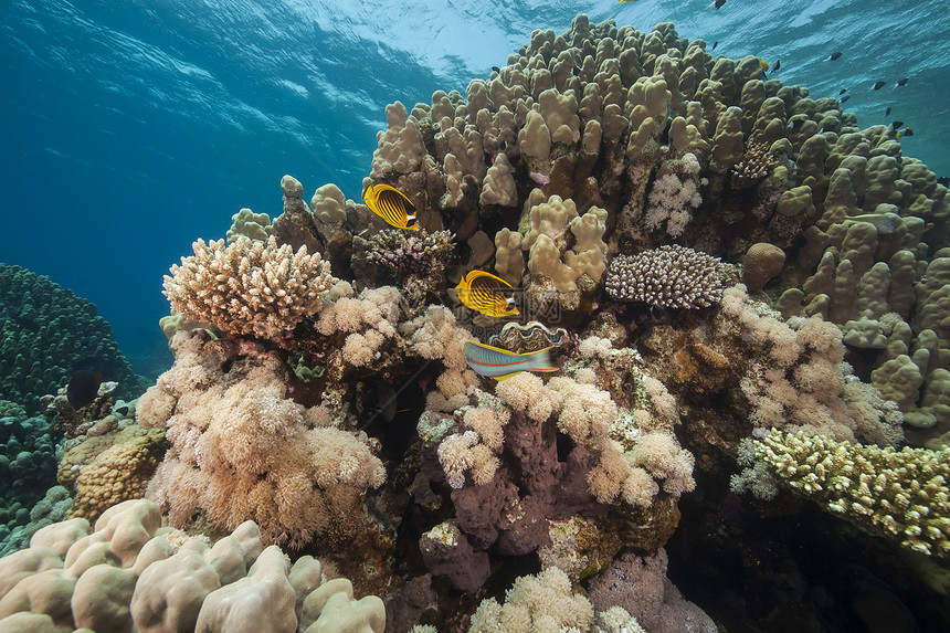 红海的鱼类和热带珊瑚礁海洋阳光太阳光情调海景射线异国太阳场景珊瑚图片