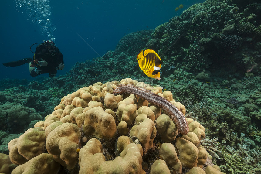红海的黑嘴海黄瓜海洋黄瓜植物生活潜水海景射线潜水员场景热带图片