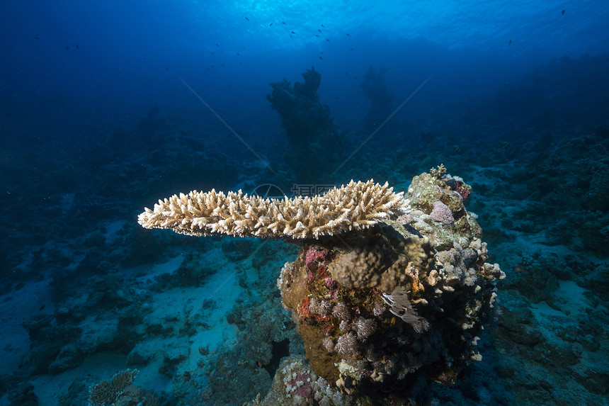 红海热带珊瑚礁射线太阳蓝色珊瑚阳光天堂太阳光盐水潜水场景图片