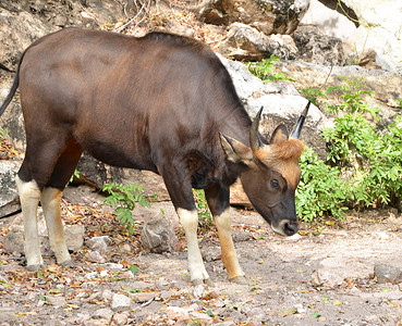 古尔塞拉丁博斯奶牛森林雨林动物群团体野生动物水牛牛羚公园丛林背景图片