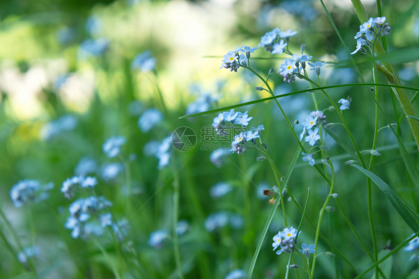 忘记我的花绿色场地草地叶子植物蓝色花园草本植物花瓣晴天图片