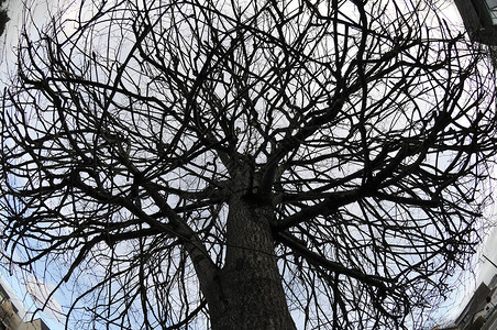 树上有许多枝形 有鱼眼观;背景图片