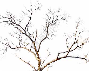 白色的死树枝背景图片