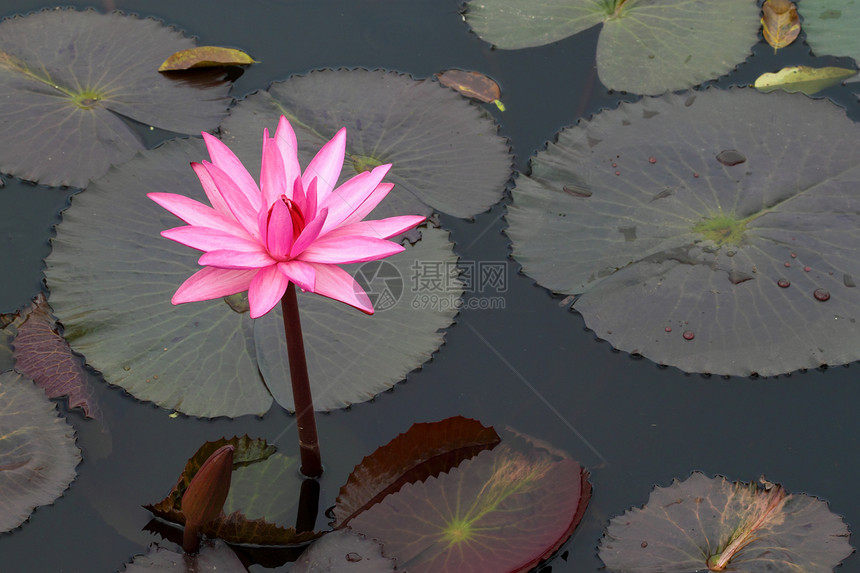 pink 莲花叶子热带卡片美丽植物群树叶公园异国冥想荒野图片