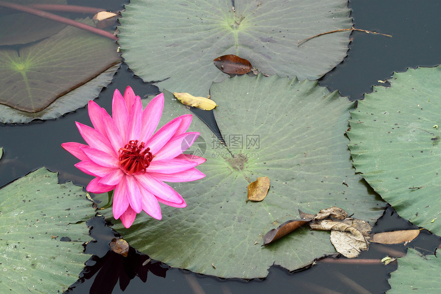 pink 莲花冥想热带情调反射季节植物群荒野百合花瓣花园图片