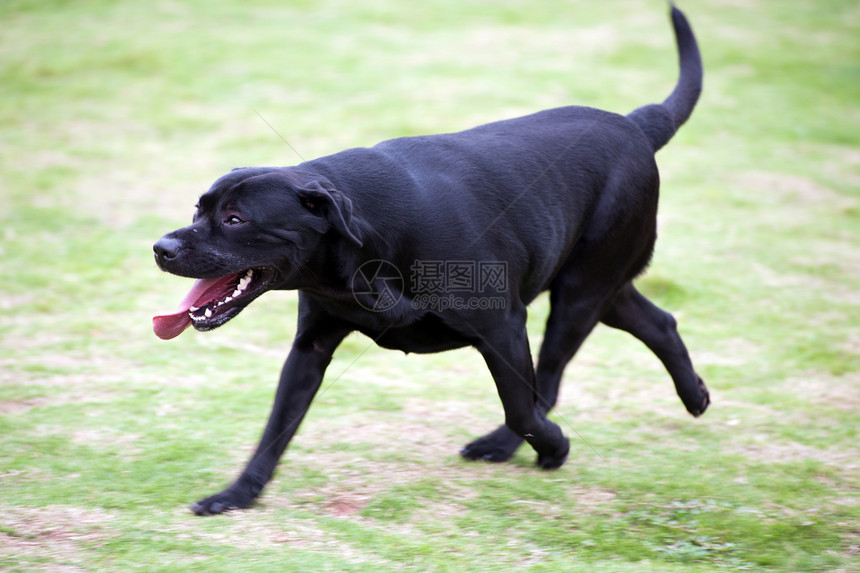 拉布拉多犬跑狗绿色犬类跑步哺乳动物速度黑色草地恶意韧性健康图片