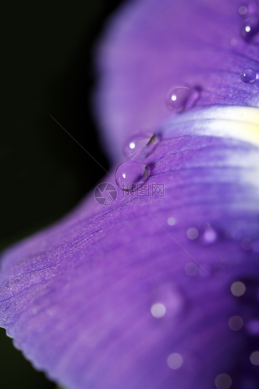 虹花花场地叶子植物蓝色蒸汽紫色明信片花瓣季节性鸢尾花图片