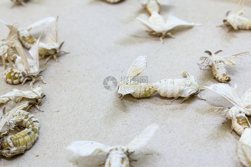 丝虫蝴蝶丝绸昆虫纤维织物白色纺织品孵化幼虫叶子编织图片